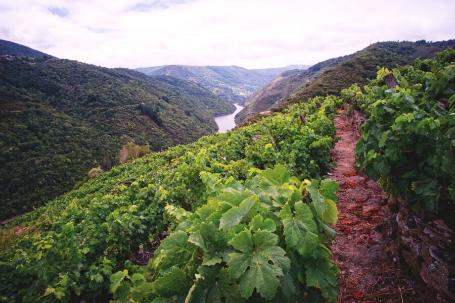 Discover Georgia’s Ancient Wine Routes: A Journey Through Viticulture History